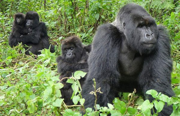 mountain gorilla silverback