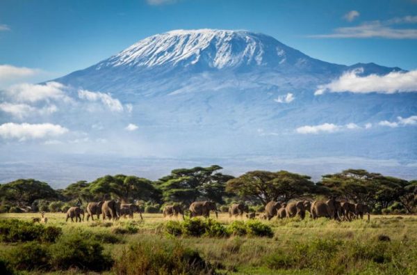 kilimanjaro