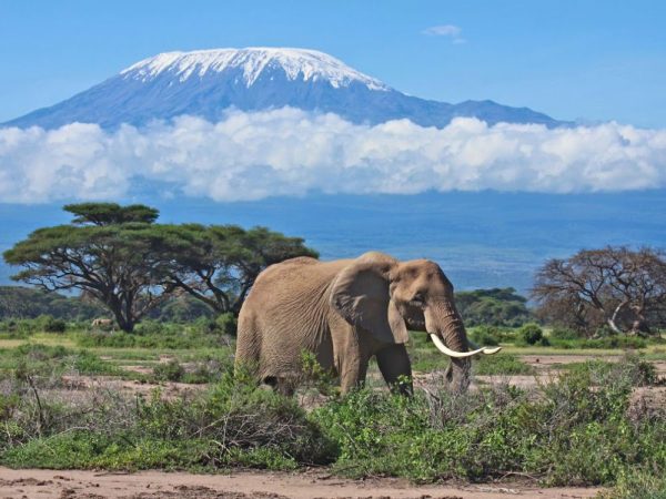 Amboseli elephant new