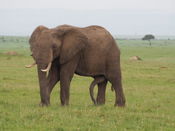 Elephant at maasai mara