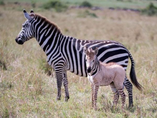 Zebra